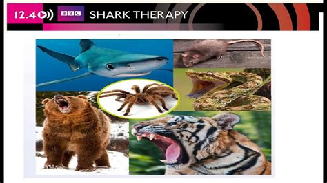 shark therapy speakout